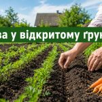 Коли сіяти моркву у відкритий ґрунт у 2026 році: терміни посіву та секрети швидких сходів
