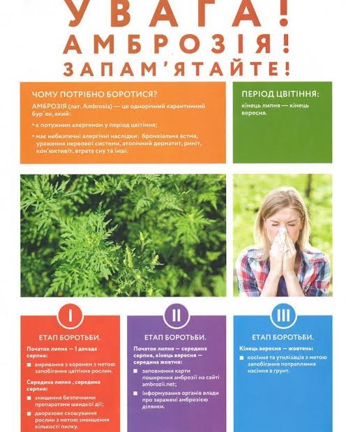 В Україні почався сезон цвітіння амброзії — як розпізнати алергію та полегшити симптоми