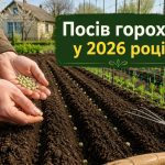 Коли сіяти горох у 2026 році: температура ґрунту, строки та вибір сорту