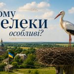 Цікаві факти про лелек — символ України: міграція, гнізда та незвичайне спілкування