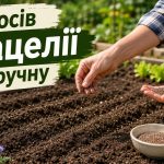 Як сіяти фацелію вручну у 2026 році: коли сіяти, норма висіву та користь сидерата