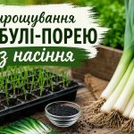 Як сіяти цибулю-порей на розсаду: строки посадки, ґрунт і правила догляду