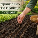 Гірчиця як сидерат: коли сіяти восени і весною, норма висіву та як посіяти вручну