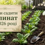 Коли сіяти шпинат у відкритий ґрунт у 2026 році: строки посадки навесні та восени