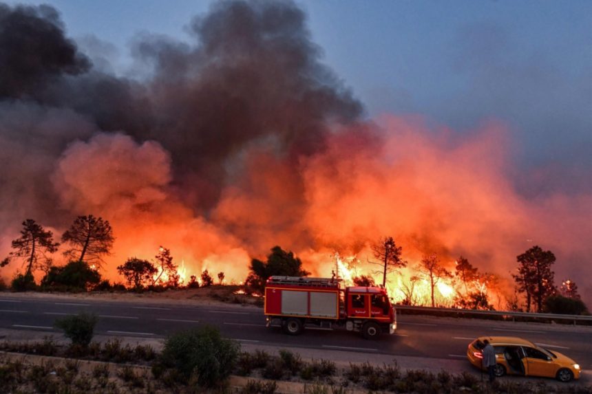 Лісові пожежі в Європі: збитки перевищили 3 млрд євро