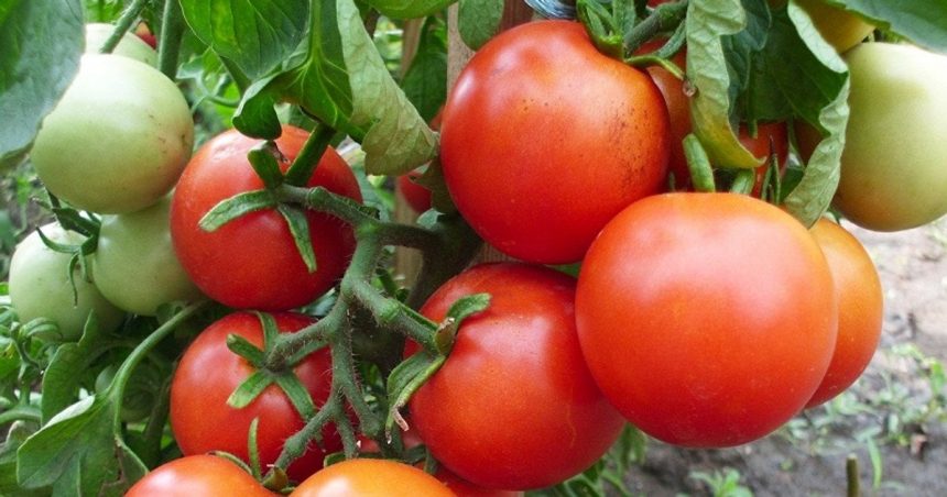 Коли краще їсти помідори: користь і ризик печії