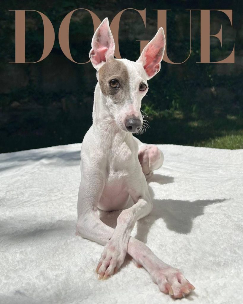 Vogue обрав найфотогенічнішого собаку 2026 року: хто став переможцем Dogue Cover Star
