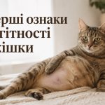 Як зрозуміти, що кішка вагітна: перші ознаки та скільки триває вагітність