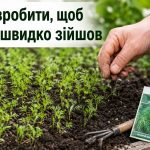 Як сіяти кріп, щоб швидко зійшов: замочування насіння та секрет зелені до осені