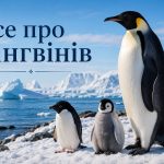 Цікаві факти про пінгвінів: 18 видів, де живуть, чому не літають і як виживають у мороз