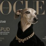 Vogue обрав найфотогенічнішого собаку 2026 року: хто став переможцем Dogue Cover Star