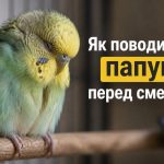 Як зрозуміти, що папуга помирає: ознаки критичного стану і перша допомога до ветеринара