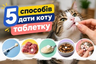 Як дати коту таблетку: 5 способів, які допоможуть без стресу для тварини