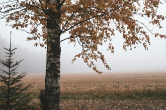 Погода на завтра, 24 вересня 2026, в Україні: прогноз синоптиків та коли очікувати потепління